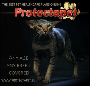 Cat advertising any age and breed is covered with a Protectapet Healthcare Plan in Spain.